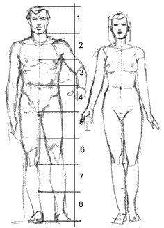 ideal body proportions